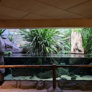 Oceanium - Madagascar cichlid aquarium in Conservation centre