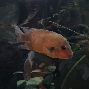 Oceanium - Damba in Conservation and