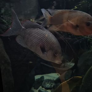 Oceanium - Damba and Pinstripe damba in Conservation and