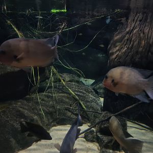 Oceanium - Madagascar cichlids in Conservation centre