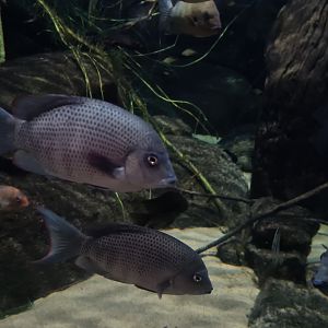 Oceanium - Pinstripe damba in Conservation centre