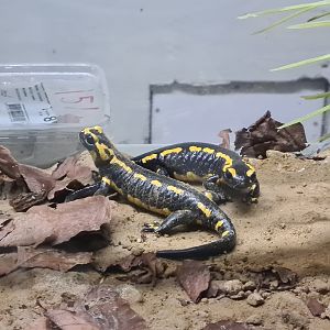Oceanium - Banded fire salamanders in Conservation centre