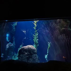Oceanium - California kelp forest aquarium