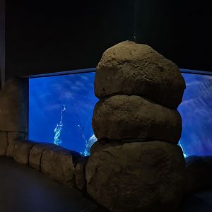 Oceanium - California kelp forest aquarium