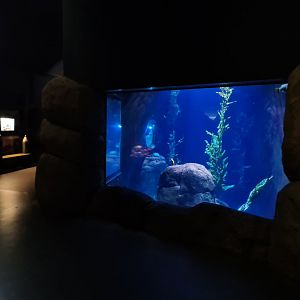 Oceanium - California kelp forest aquarium