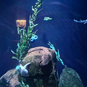 Oceanium - California kelp forest aquarium