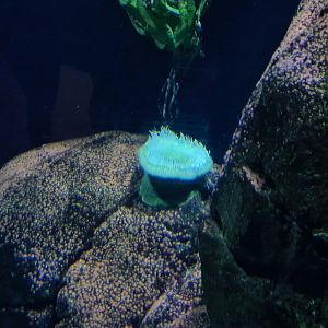 Oceanium - Giant green anemone in California kelp forest aquarium