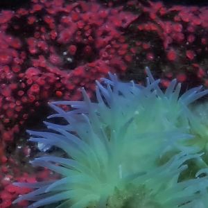 Oceanium - Giant green anemone in California kelp forest aquarium