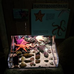 Oceanium - Ochre sea star aquarium