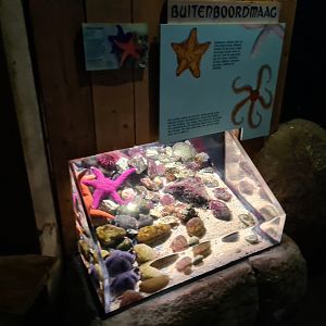 Oceanium - Ochre sea star aquarium