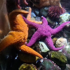 Oceanium - Ochre sea stars