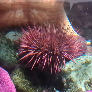 Oceanium - red sea urchin (Mesocentrotus franciscanus)