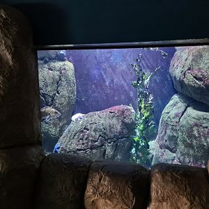 Oceanium - Smaller California tank