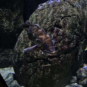 Oceanium - Copper rockfish in smaller California tank