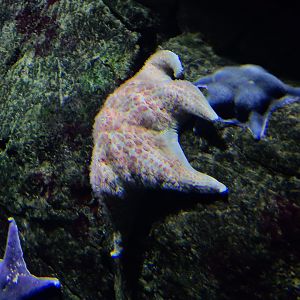 Oceanium - Starfish in smaller California tank