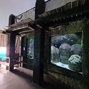 Oceanium - American lobster and Shiner perch aquarium