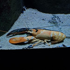 Oceanium - Dual-coloured lobster