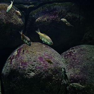 Oceanium - Shiner perch