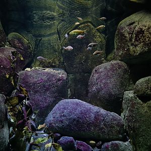Oceanium - American lobster aquarium interior