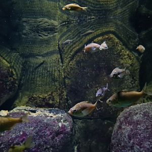 Oceanium - Shiner perches