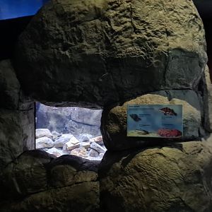 Oceanium - Formerly one of the California themed tanks