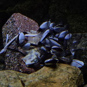 Oceanium - Pelagic gooseneck barnacles