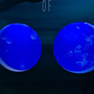 Oceanium - Moon jelly tanks