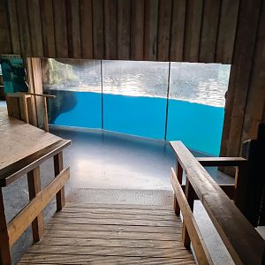 Oceanium - California sea lion viewing point