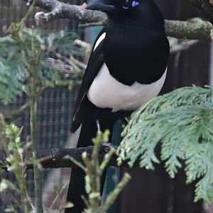 Maghreb magpie (Pica mauretanica)
