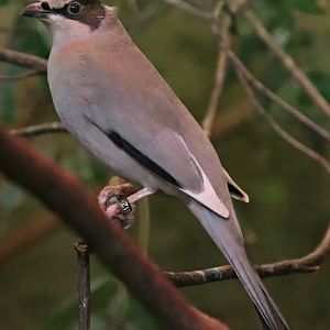 Grey hypocolius (Hypocolius ampelinus)