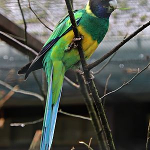 Port Lincoln ringneck (Barnardius zonarius zonarius)