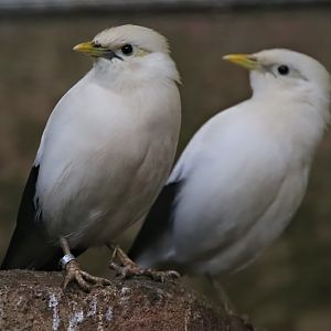 Black-winged myna (Acridotheres melanopterus melanopterus)