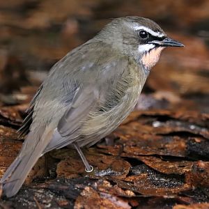 Siberian rubythroat (Calliope calliope)