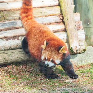 Sakura the female Red Panda