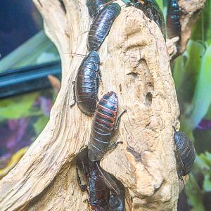 Madagascar Hissing Cockroach