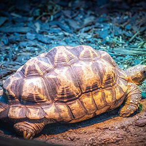 Burmese Star Tortoise
