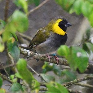 Cuban Grassquit (Phonipara canora)