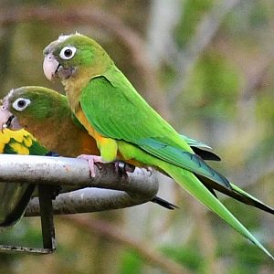 Cactus Parakeet (Eupsittula cactorum)