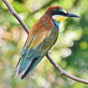 European Bee-eater (Merops apiaster)