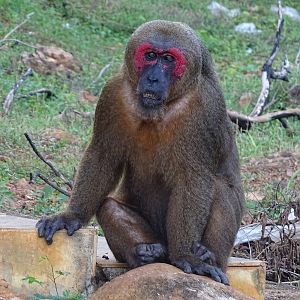 Stump-tailed macaque (Macaca arctoides)