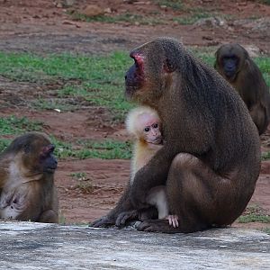 Stump-tailed macaque (Macaca arctoides)