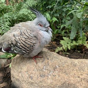 Crested Pigeon