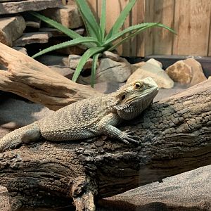 Central Bearded Dragon