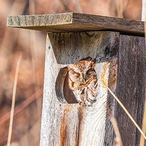 Eastern Screech Owl