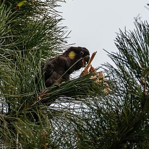 Yellowtail Black Cockatoo