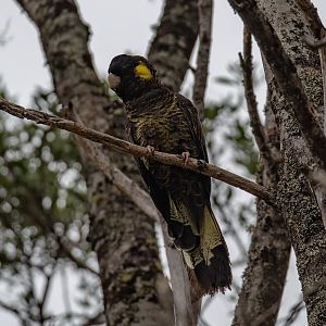 Yellowtail Black Cockatoo