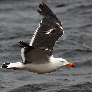 Pacific Gull