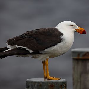 Pacific Gull