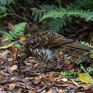 Bassian Thrush