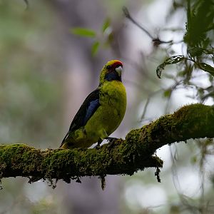 Green Rosella